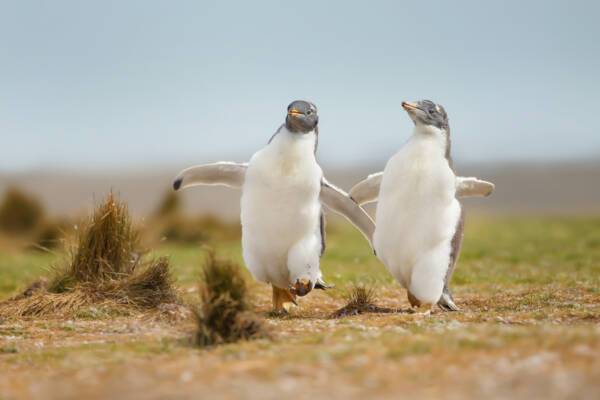 Falkland Islands